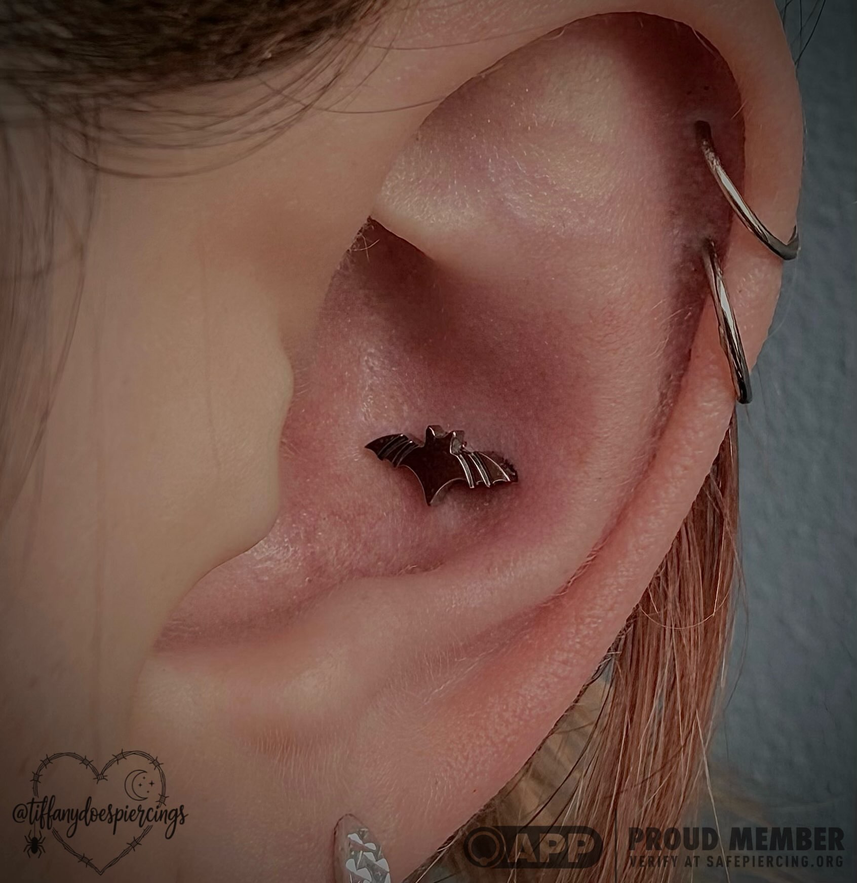 Kicking off spooky season right with a little batty new addition to the setup! 🦇🖤 Obsessed with this fresh titanium conch piercing.